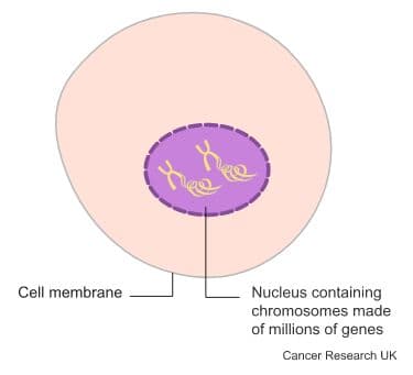 Diagram showing where genes are in cells.