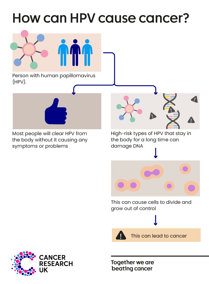 This infographic shows how HPV can cause cancer.