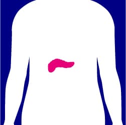 Medical icon of the pancreas.