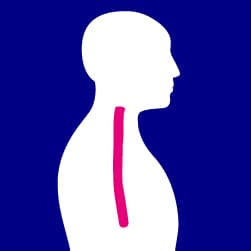 Medical icon showing the oesophagus.