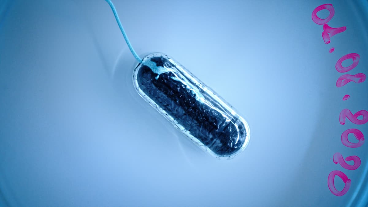 Close-up image of the capsule sponge. It's a pill that's swallowed and expands into a sponge in the stomach.
