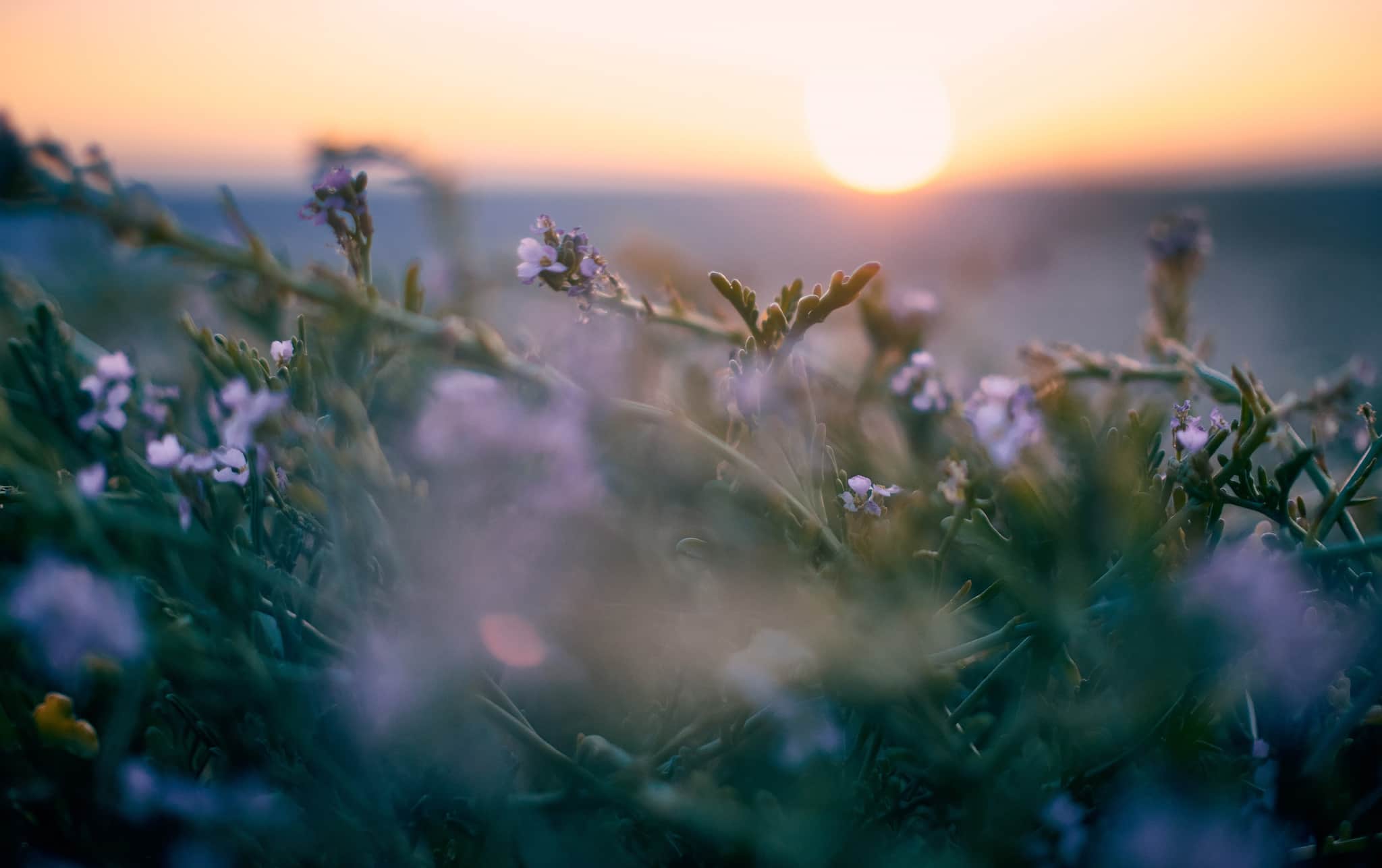 An image of flowers in a field with the sun setting.