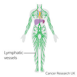 diagram of the lymphatic system