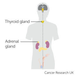 diagram showing the hormone system