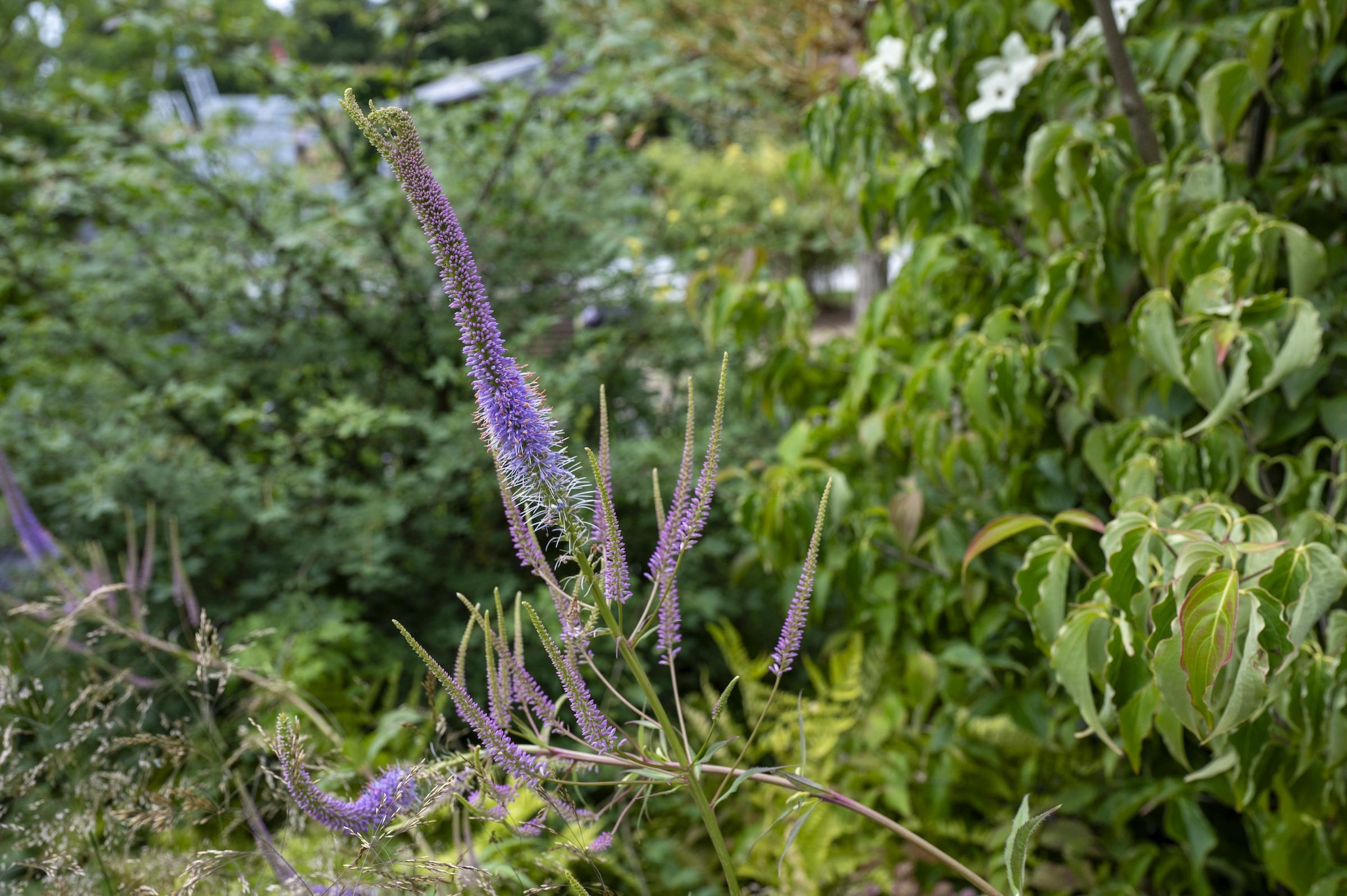 Plants from the CRUK garden