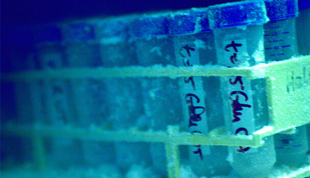 Samples in a freezer