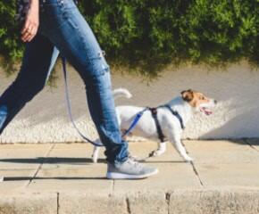 A picture of someone walking their dog.