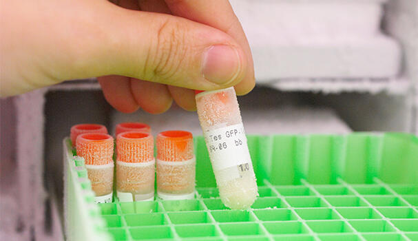 Frozen samples in a lab